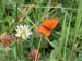 Butterfly (orange)