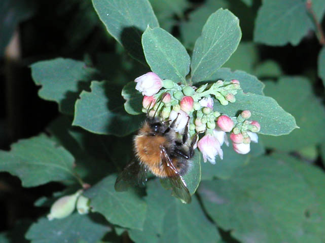 Bee on the snowberry