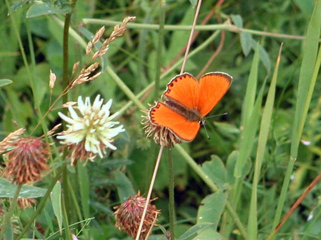 Butterfly (orange)