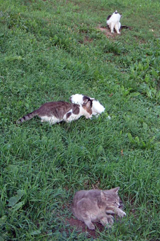 Cat-pasture