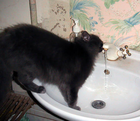 Cat drinking