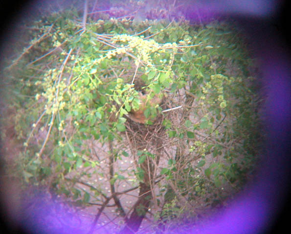 Cat in the nest (no more eggs)