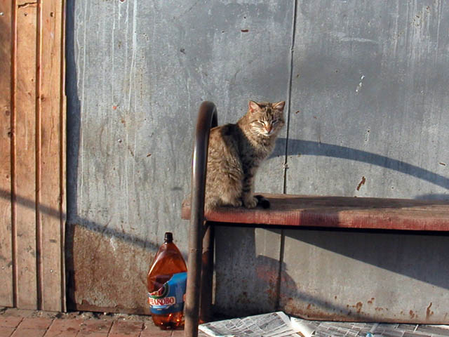 Cat lazing on the sun near entrance
