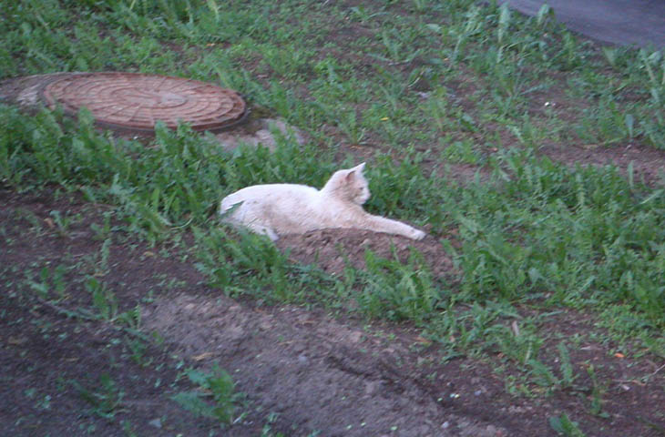 Cat like sfinx