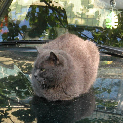 Cat on car