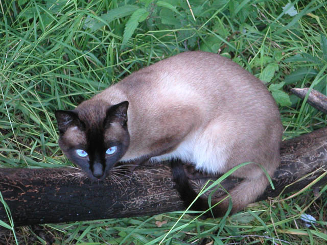 Cat on the log