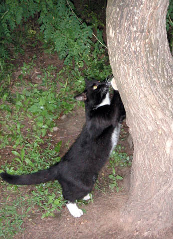 Cat sharpens its claws