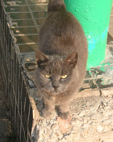 Cat that came to say meaw