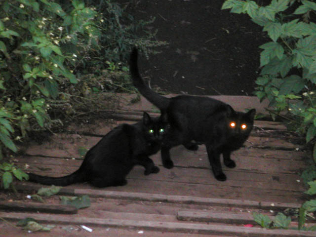 Cats semaphores
