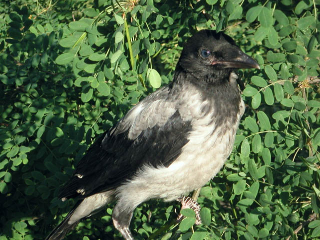 Corvus
