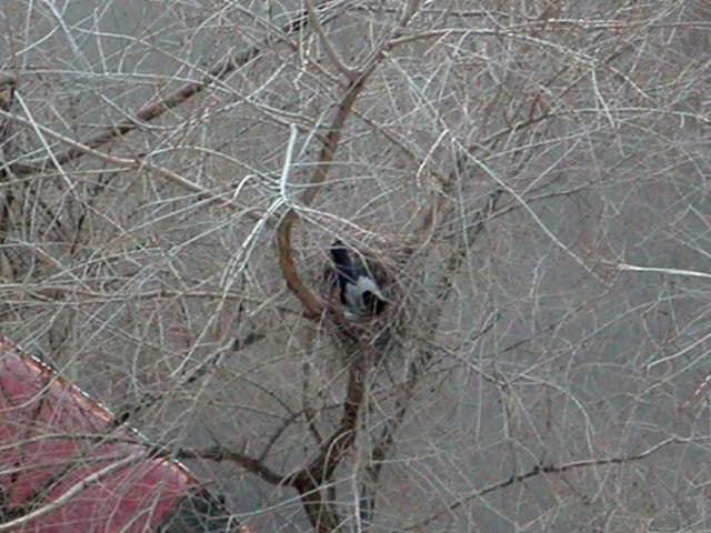 Crow in the nest