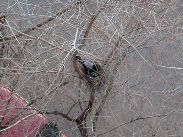 Crow in the nest with eggs