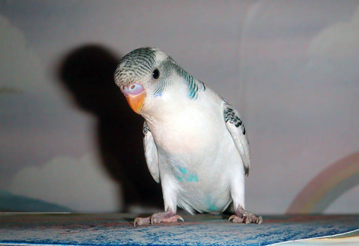 Curious