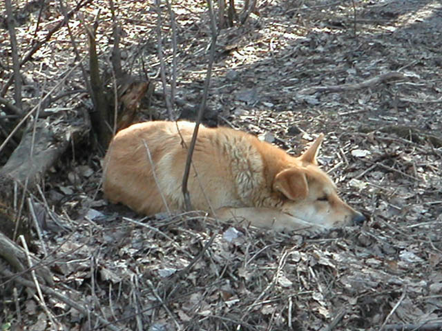 Dog sleeping in the leaves