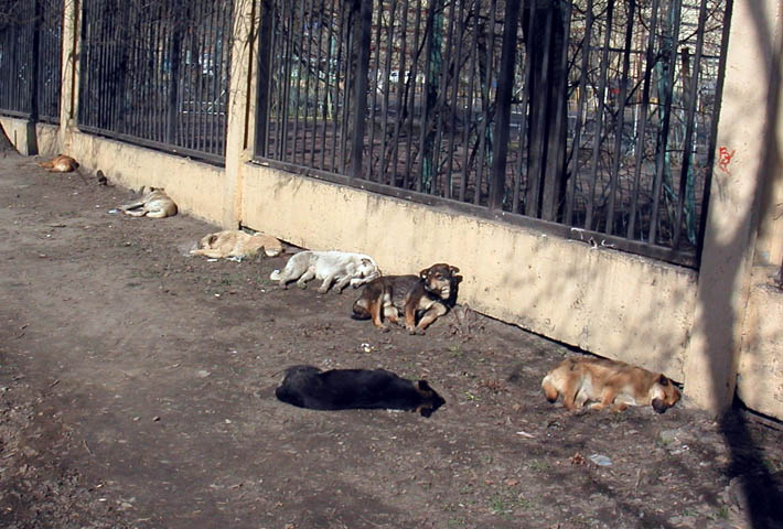 Dogs layer