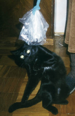 Fearful Cat