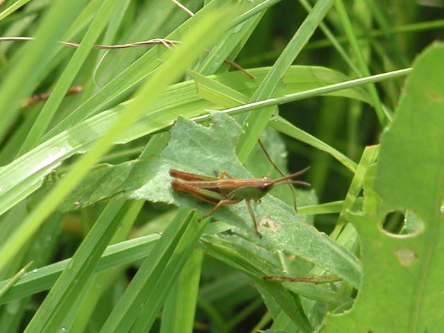Grasshopper