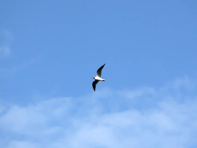 Gull in the sky