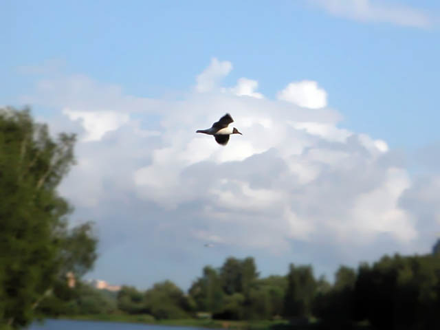 Gull in Strogino