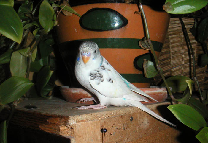In front of pot