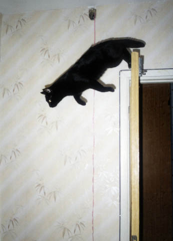 Jumping Cat