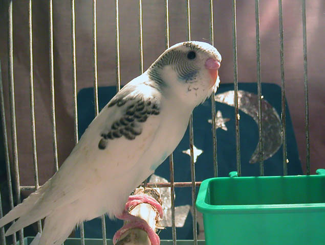 Karuda (the 1st day)