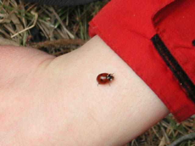 Lady bug