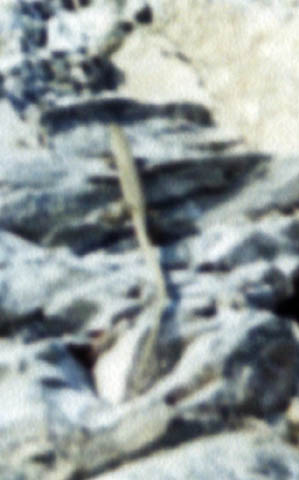 Lizard