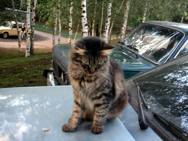 Modest cat