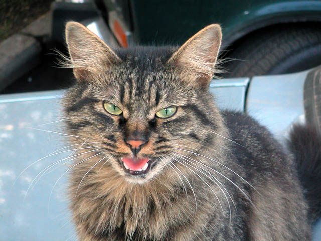 Modest cat open-mouthed