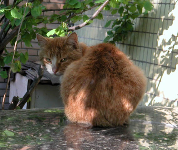 Red cat looking back