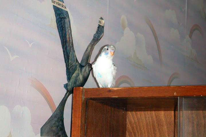 With the gull