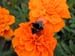 Bee on the marygold