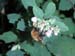 Bee on the snowberry