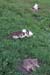 Cat-pasture