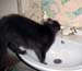 Cat drinking