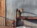Cat lazing on the sun near entrance