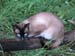 Cat on the log
