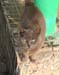 Cat that came to say meaw