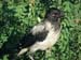 Corvus