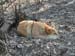 Dog sleeping in the leaves