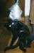 Fearful Cat