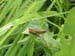 Grasshopper