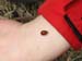 Lady bug