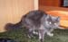 Luba's cat