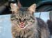 Modest cat open-mouthed